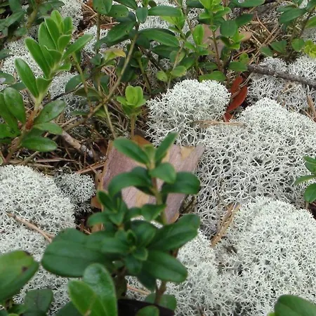 Kerimaa Golf Close To *